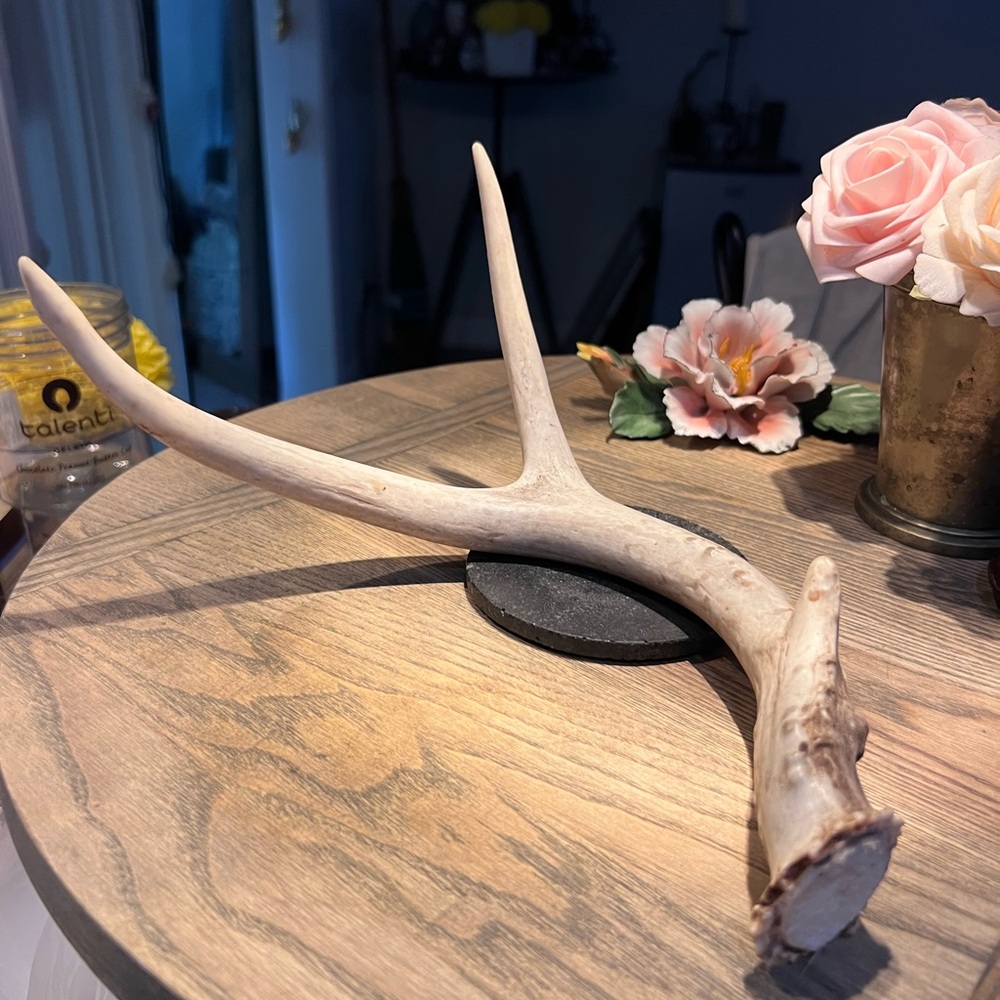 Beautiful Natural Antler Home Decor Accent in excellent condition